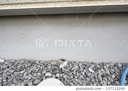 獨立式住宅，地基鋼筋腐蝕導致砂漿龜裂。 137118260