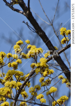 Flower of Sanshui Flower of Sanshui 137118271
