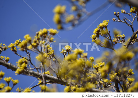 三水之花 137118273