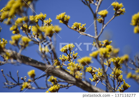 三水之花 137118277