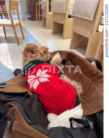 Small toy poodle dog resting inside padded bag on cafe chair. Pet companionship, mobility, and emotional comfort during shared daily routines in urban lifestyle settings. Small toy poodle dog resting inside padded bag on cafe chair. Pet companionship, mobility, and emotional comfort during shared daily routines in urban lifestyle settings. 137118288
