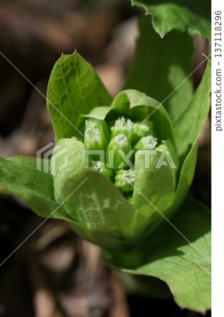 Spring wild vegetable, butterbur shoots Spring wild vegetable, butterbur shoots 137118296