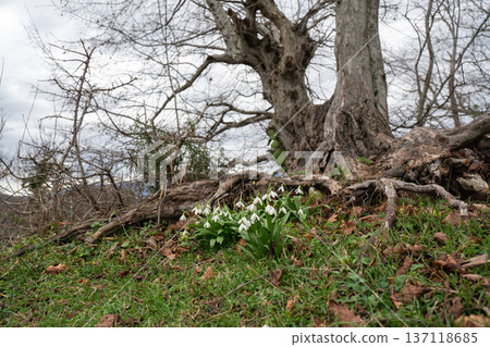 Snowdrop flowers growing near tree trunk on grassy hillside in Abkhazia under cloudy sky, Early spring landscape suitable for seasonal marketing, nature education, environmental content 137118685