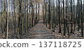 Quiet forest path lined with bare trees and fallen leaves in early spring. 137118725