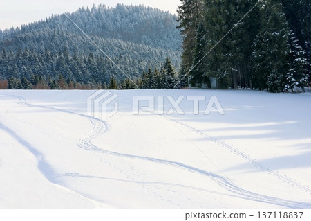 Curving ski tracks cross a pristine snow-covered meadow beneath a forested mountain. 137118837