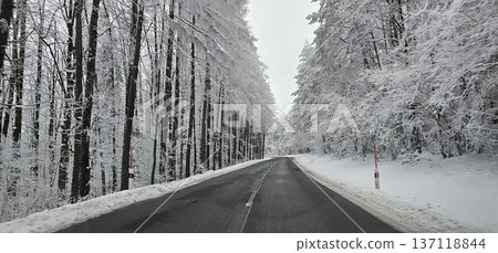 Snow-covered forest road winding through tall frost-laden trees in winter, 137118844