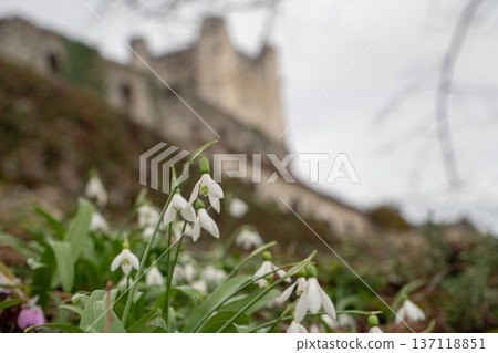 Snowdrop flowers in sharp focus with blurred Anacopia fortress ruins in background on hillside in Abkhazia, Selective focus composition suitable for tourism marketing, heritage promotion Snowdrop flowers in sharp focus with blurred Anacopia fortress ruins in background on hillside in Abkhazia, Selective focus composition suitable for tourism marketing, heritage promotion 137118851