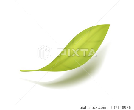 Fresh green leaf isolated on light background with realistic shadow. Clean natural vector element for eco design, organic branding and product packaging. Fresh green leaf isolated on light background with realistic shadow. Clean natural vector element for eco design, organic branding and product packaging. 137118926