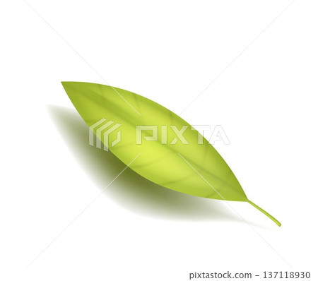 Natural green leaf isolated on white background with smooth gradient and soft shadow. Realistic vector illustration for eco branding, herbal packaging and organic design Natural green leaf isolated on white background with smooth gradient and soft shadow. Realistic vector illustration for eco branding, herbal packaging and organic design 137118930