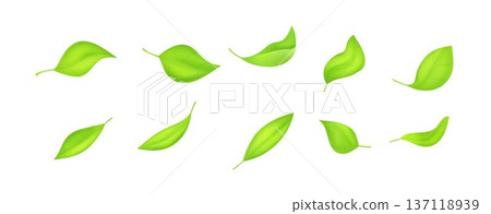 Collection of realistic green leaves with soft gradients and shadows. Botanical 3D vector set isolated on white background for eco branding, tea packaging and organic design Collection of realistic green leaves with soft gradients and shadows. Botanical 3D vector set isolated on white background for eco branding, tea packaging and organic design 137118939