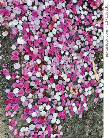 Plum petals fallen on the ground after the rain Plum petals fallen on the ground after the rain 137119230