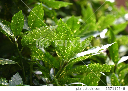青木 (Aucuba japonica) 青木 (Aucuba japonica) 137119346