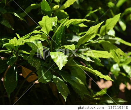 青木 (Aucuba japonica) 青木 (Aucuba japonica) 137119348