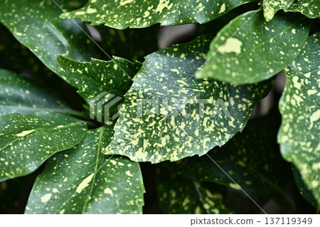 青木 (Aucuba japonica) 137119349