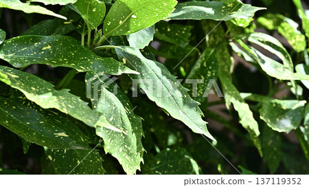 青木 (Aucuba japonica) 青木 (Aucuba japonica) 137119352