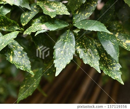 Aoki (Aucuba japonica) Aoki (Aucuba japonica) 137119356