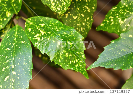 青木 (Aucuba japonica) 137119357