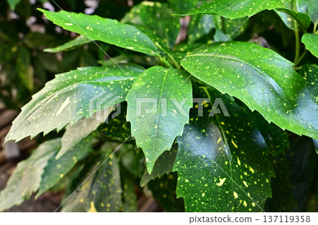 Aoki (Aucuba japonica) Aoki (Aucuba japonica) 137119358