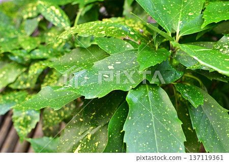 Aoki (Aucuba japonica) Aoki (Aucuba japonica) 137119361