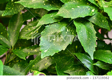 青木 (Aucuba japonica) 青木 (Aucuba japonica) 137119362