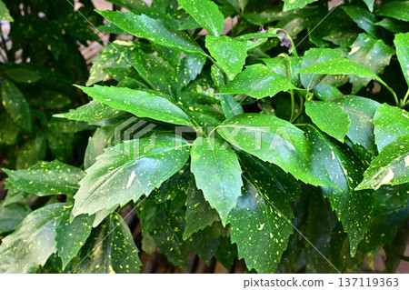 Aoki (Aucuba japonica) Aoki (Aucuba japonica) 137119363