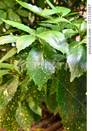 青木 (Aucuba japonica) 青木 (Aucuba japonica) 137119367