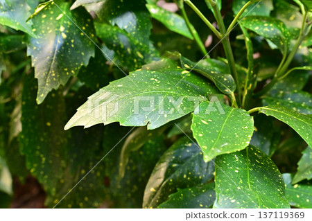 青木 (Aucuba japonica) 青木 (Aucuba japonica) 137119369