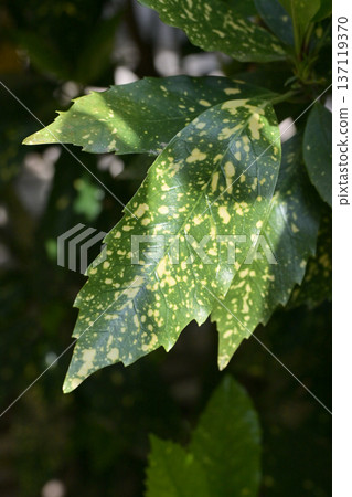 青木 (Aucuba japonica) 青木 (Aucuba japonica) 137119370