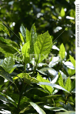 青木 (Aucuba japonica) 青木 (Aucuba japonica) 137119371