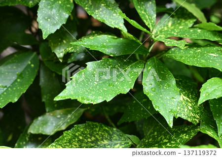 青木 (Aucuba japonica) 青木 (Aucuba japonica) 137119372