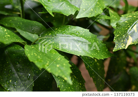青木 (Aucuba japonica) 青木 (Aucuba japonica) 137119373