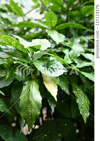 Aoki (Aucuba japonica) Aoki (Aucuba japonica) 137119376