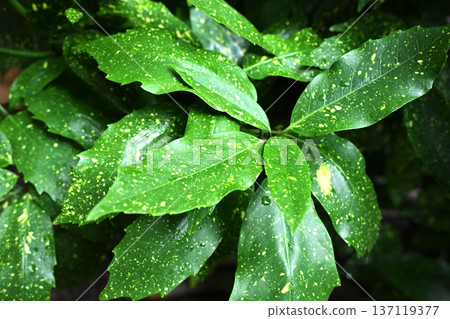 Aoki (Aucuba japonica) 137119377