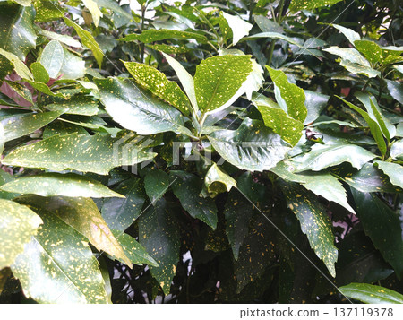 青木 (Aucuba japonica) 青木 (Aucuba japonica) 137119378