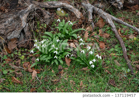 Snowdrop flowers blooming in grass near tree roots with white petals and green leaves in February in Abkhazia, Seasonal flora suitable for spring marketing, nature education materials 137119457