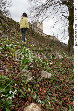Woman walking uphill among blooming snowdrops toward Anacopia fortress ruins in Abkhazia under cloudy sky, Travel lifestyle scene suitable for tourism marketing, spring season campaigns Woman walking uphill among blooming snowdrops toward Anacopia fortress ruins in Abkhazia under cloudy sky, Travel lifestyle scene suitable for tourism marketing, spring season campaigns 137119459