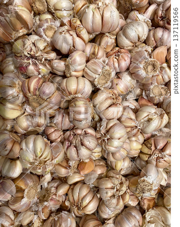 Texture of a pile of garlic Allium sativum with thin purplish-white dry skin, ready to be used as a natural flavoring ingredient. Texture of a pile of garlic Allium sativum with thin purplish-white dry skin, ready to be used as a natural flavoring ingredient. 137119566