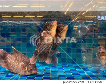 Giant gourami fish or Osphronemus goramy swimming live in a glass aquarium at the supermarket fresh fish area. Giant gourami fish or Osphronemus goramy swimming live in a glass aquarium at the supermarket fresh fish area. 137119589