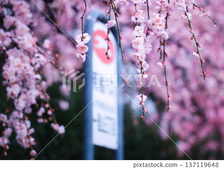 紅梅花在等待春天 137119648