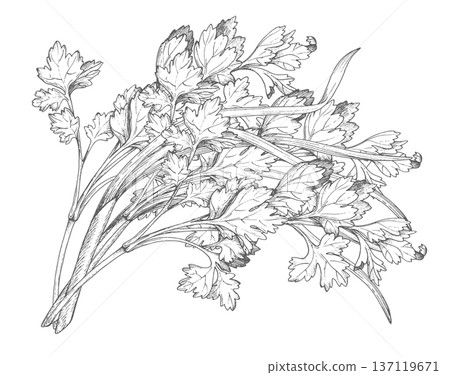 A bunch of parsley and green onions. Vector colored ink styled handmade illustration. For packaging design, cards, cover, prints, product labels and fabric. 137119671