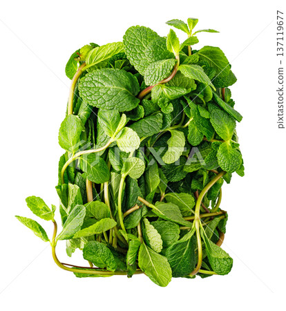 Fresh green mint leaves bunch on white background Fresh green mint leaves bunch on white background 137119677