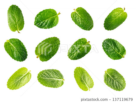 Fresh green mint leaves isolated on white background 137119679