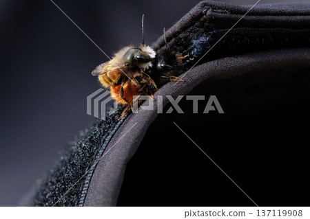 Two bees are captured in an intimate close-up moment, showing the details of their fuzzy bodies and delicate wings. 137119908