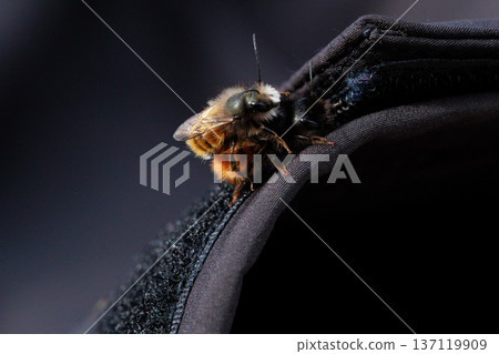 Two bees are captured in an intimate close-up moment, showing the details of their fuzzy bodies and delicate wings. Two bees are captured in an intimate close-up moment, showing the details of their fuzzy bodies and delicate wings. 137119909