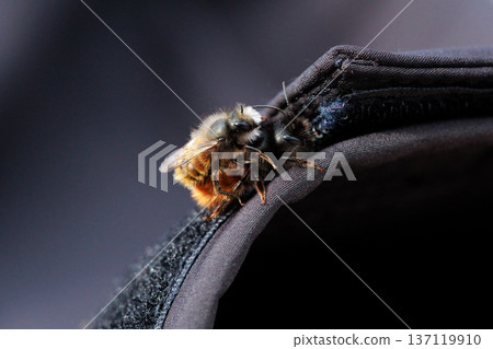 Two bees are captured in an intimate close-up moment, showing the details of their fuzzy bodies and delicate wings. Two bees are captured in an intimate close-up moment, showing the details of their fuzzy bodies and delicate wings. 137119910
