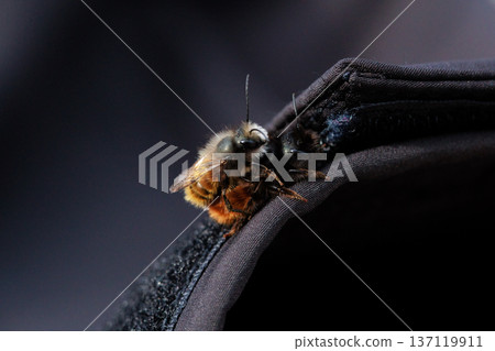 Two bees are captured in an intimate close-up moment, showing the details of their fuzzy bodies and delicate wings. 137119911