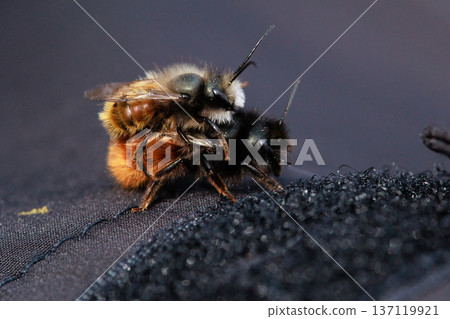 Two bees are captured in an intimate close-up moment, showing the details of their fuzzy bodies and delicate wings. Two bees are captured in an intimate close-up moment, showing the details of their fuzzy bodies and delicate wings. 137119921