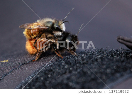 Two bees are captured in an intimate close-up moment, showing the details of their fuzzy bodies and delicate wings. Two bees are captured in an intimate close-up moment, showing the details of their fuzzy bodies and delicate wings. 137119922