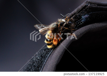 Two bees are captured in an intimate close-up moment, showing the details of their fuzzy bodies and delicate wings.  137119925
