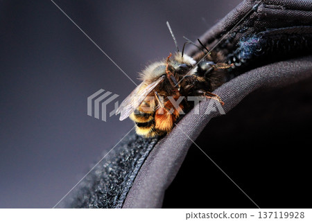 Two bees are captured in an intimate close-up moment, showing the details of their fuzzy bodies and delicate wings. Two bees are captured in an intimate close-up moment, showing the details of their fuzzy bodies and delicate wings. 137119928